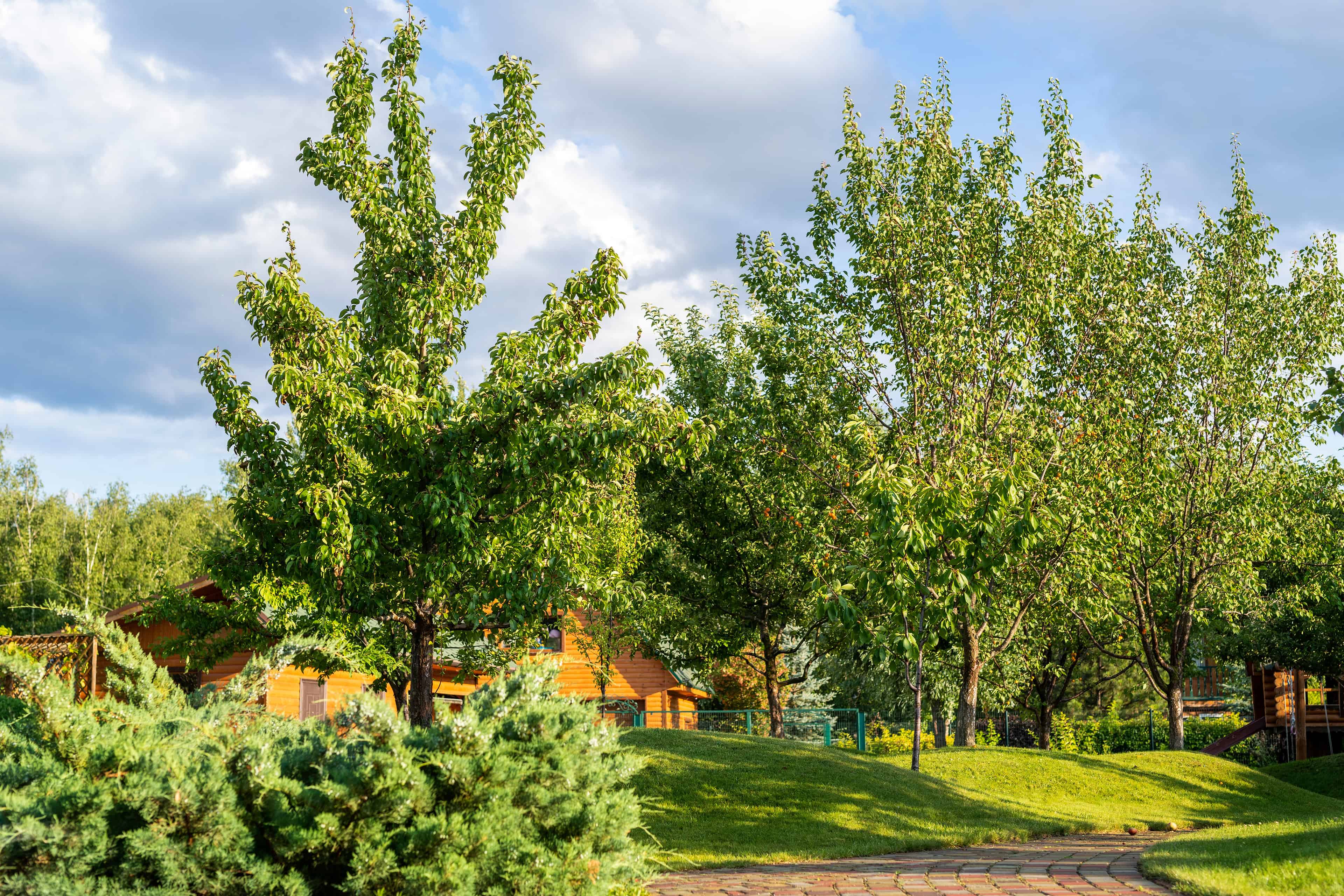 Ornamental Tree Pruning image