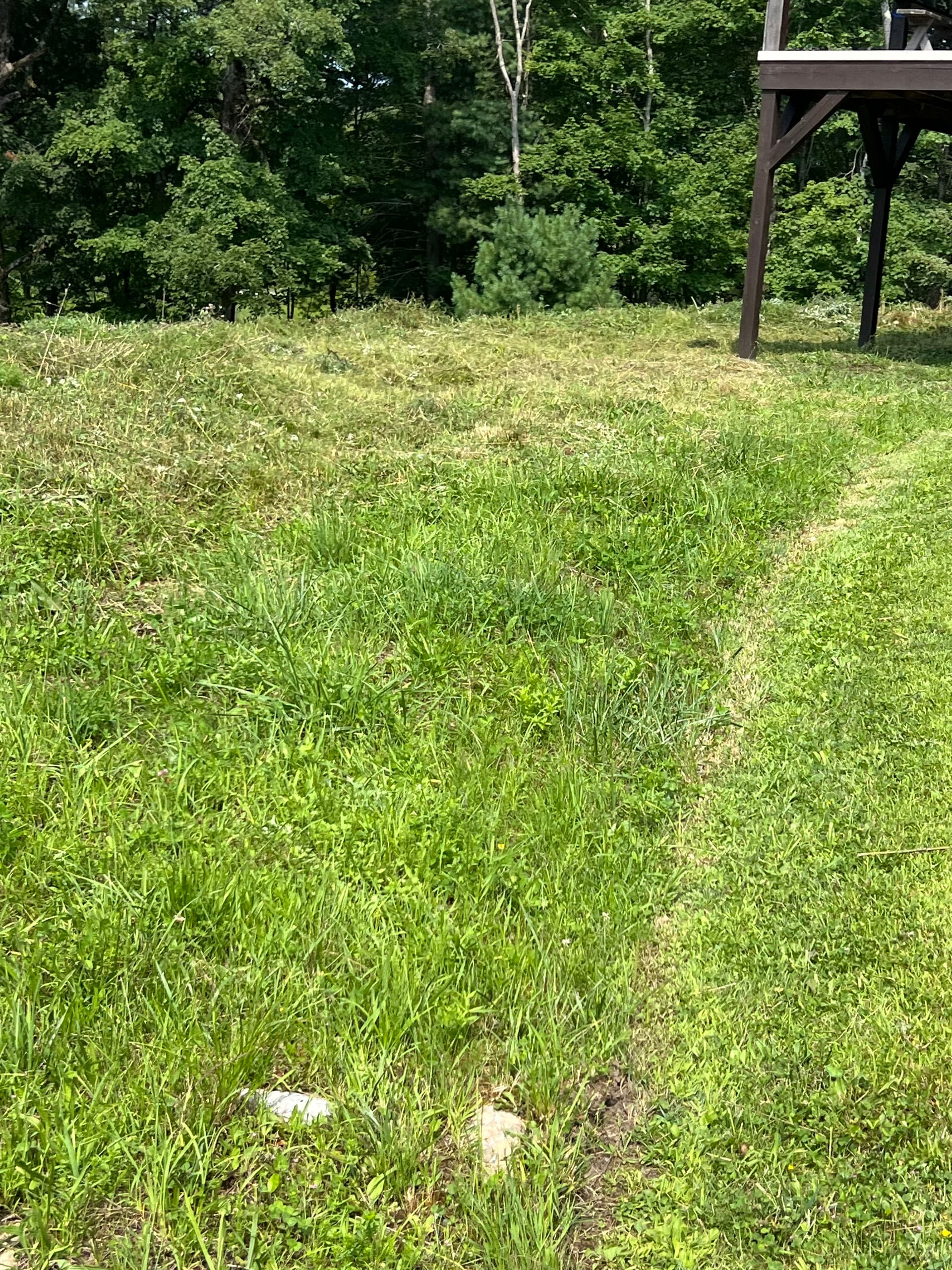 Wild Growth Tamed on Steep Hillside