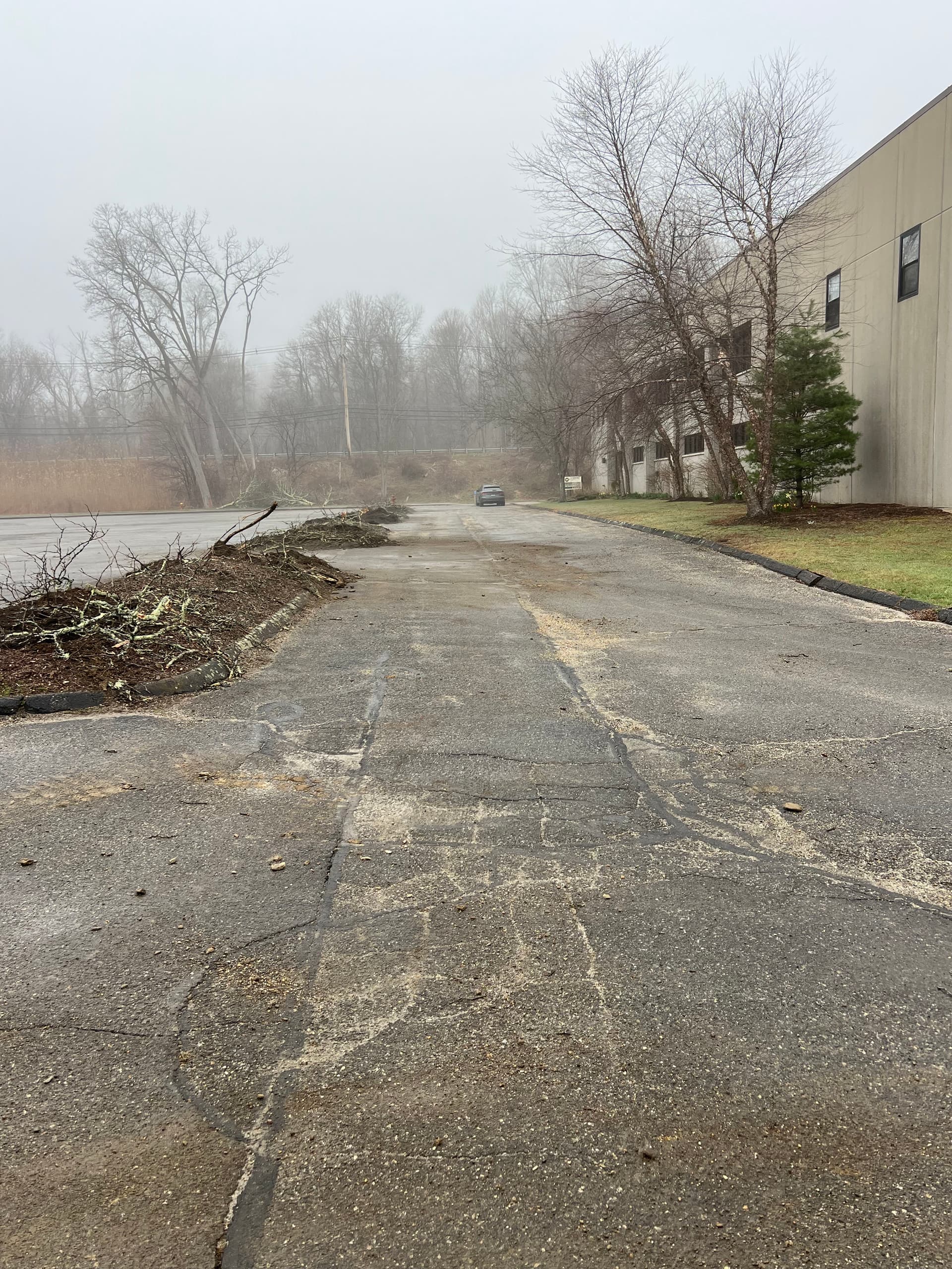 Gallery photos for Tree Clearing at a Commercial Property to Make Way for New Landscaping: Image #3