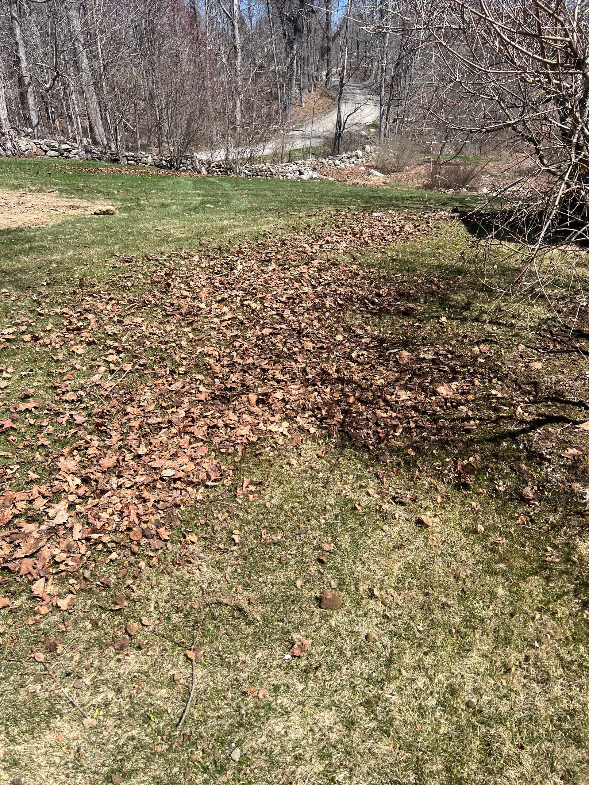 Spring Cleanup That Turns a Leaf-Covered Lawn Into a Clean Slate image