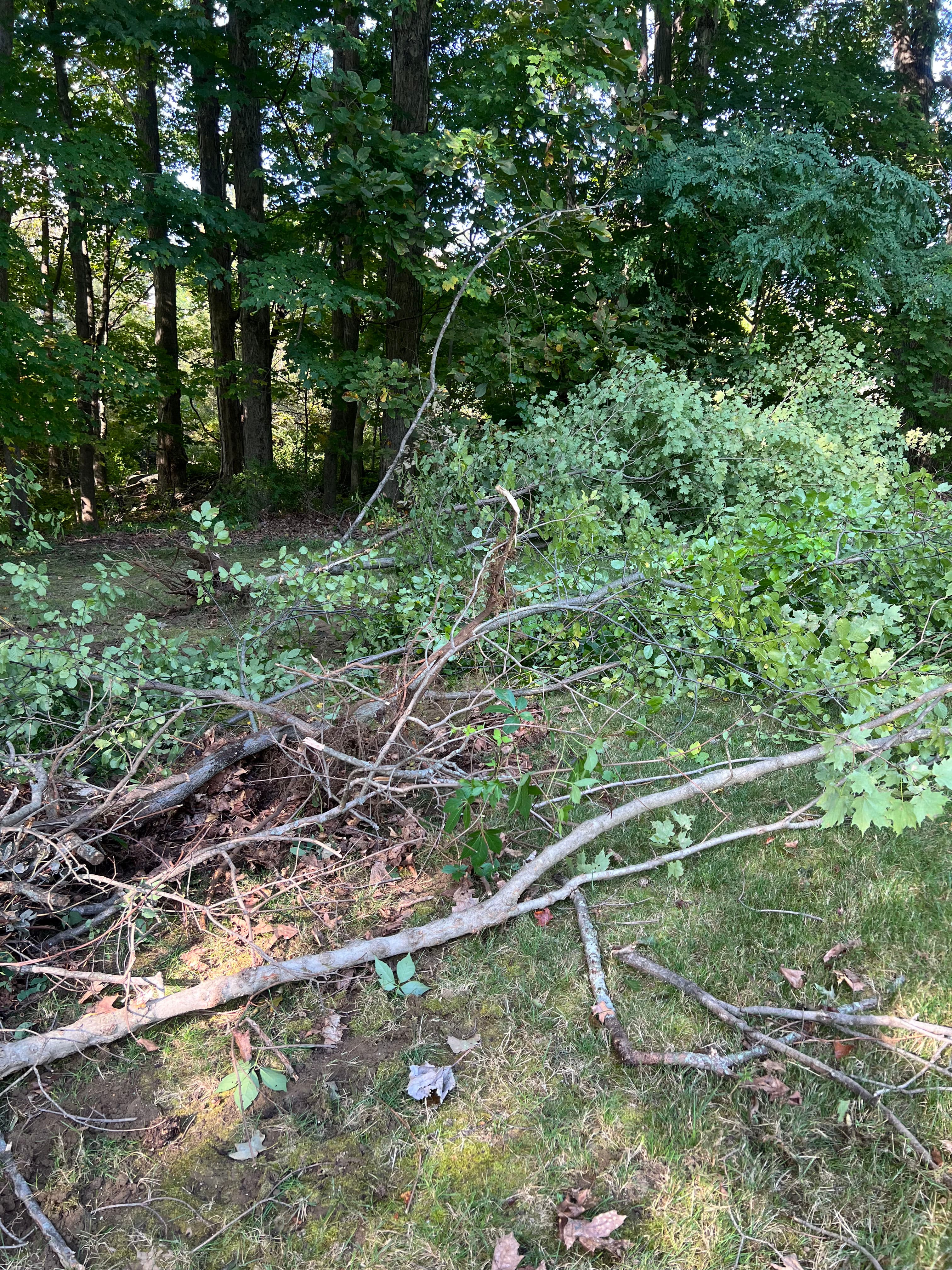 Project Land Clearing and Lawn Expansion Done Right image