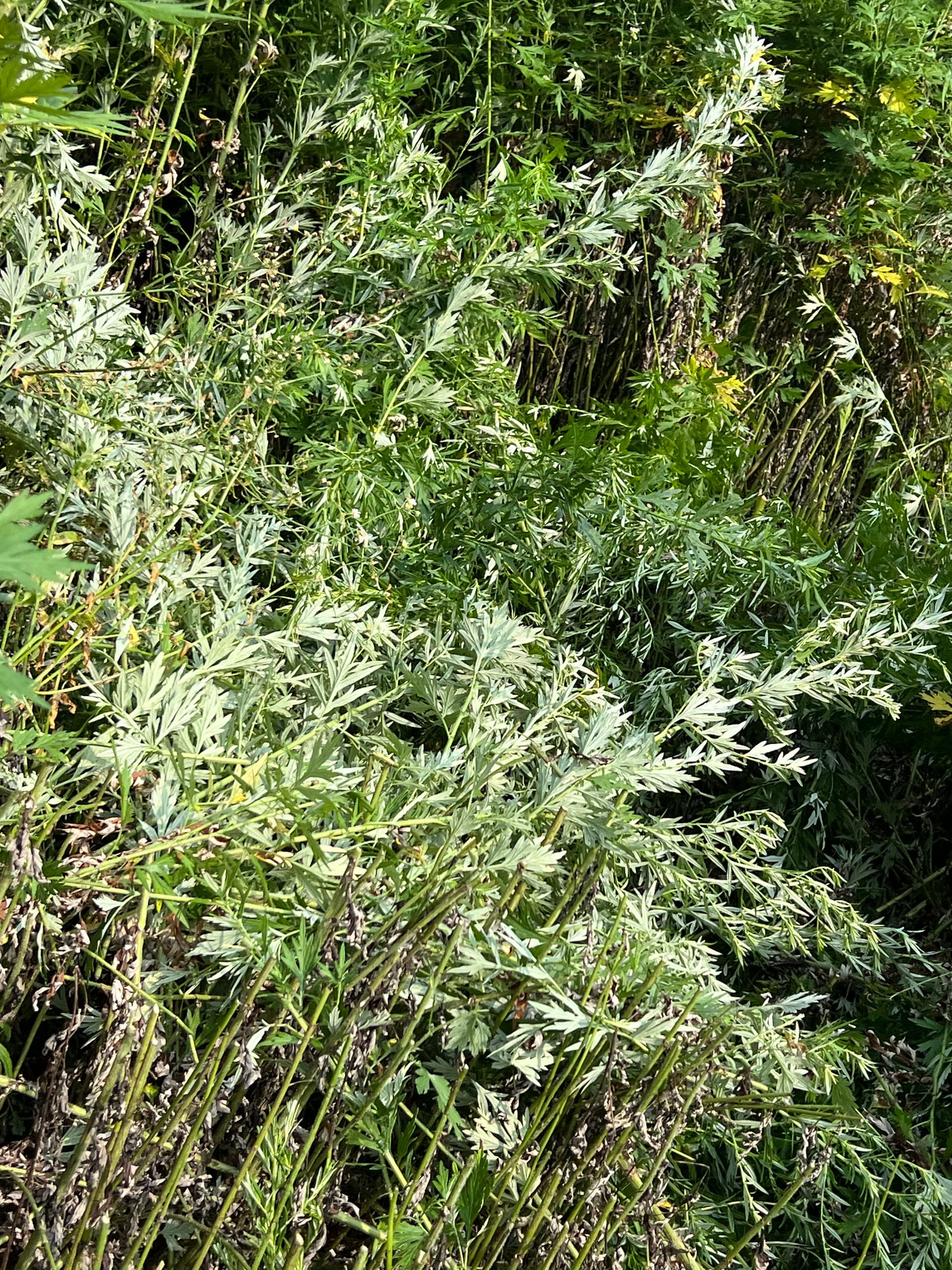 Wild Growth Tamed on Steep Hillside