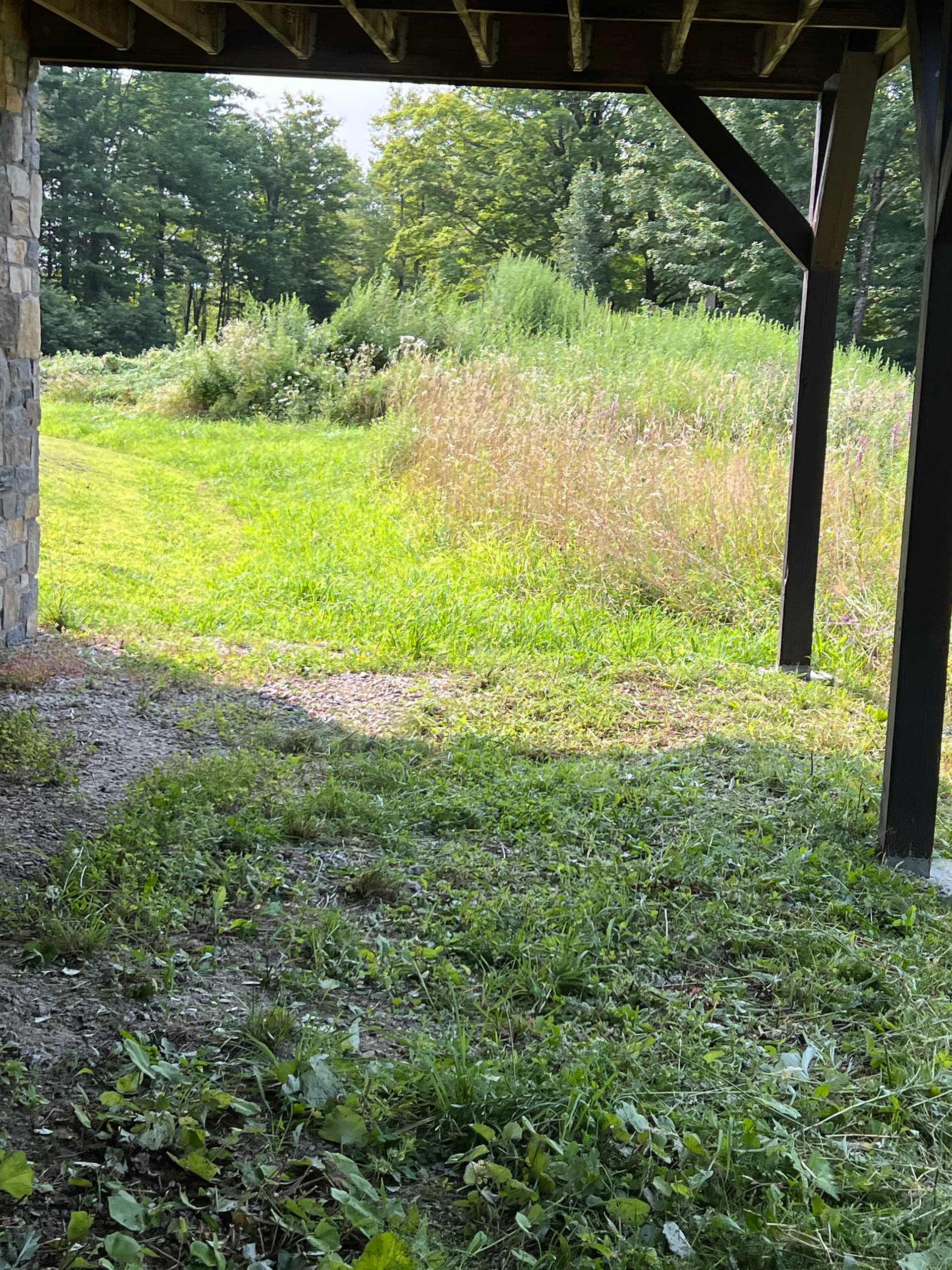 Wild Growth Tamed on Steep Hillside