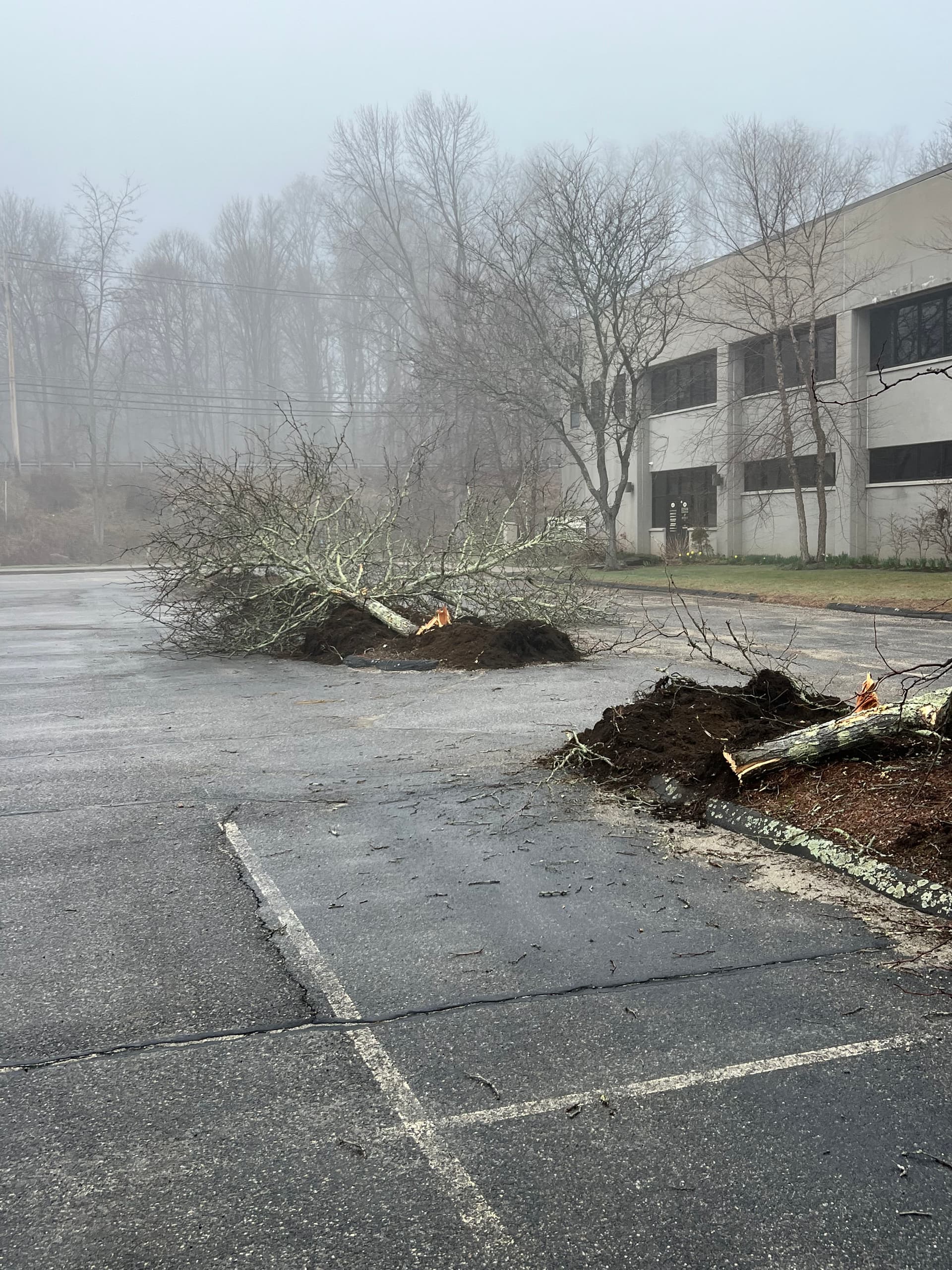 Gallery photos for Tree Clearing at a Commercial Property to Make Way for New Landscaping: Image #1