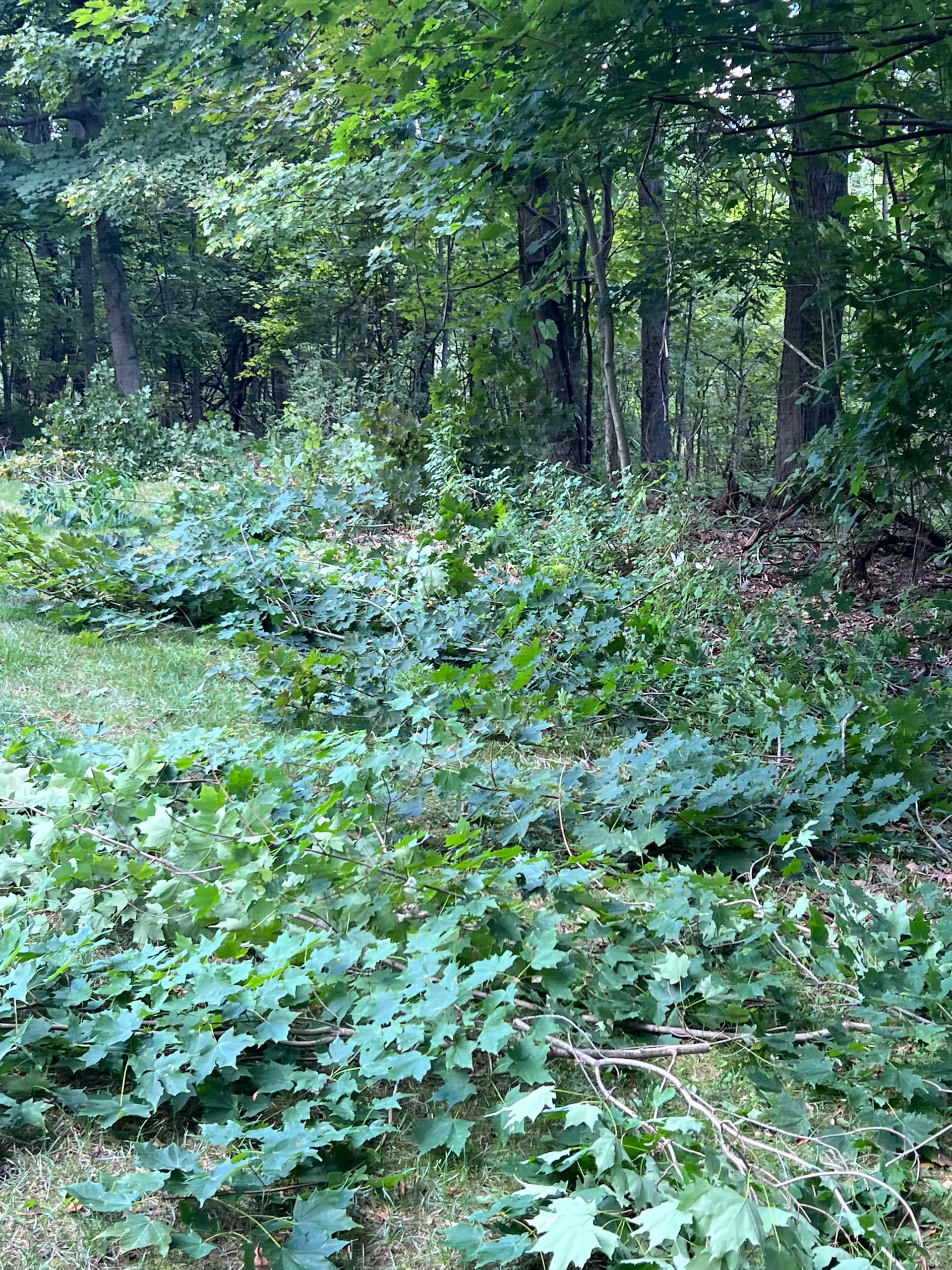 Gallery photos for Lawn Expansion with Light Excavation and Hydroseeding: Image #1