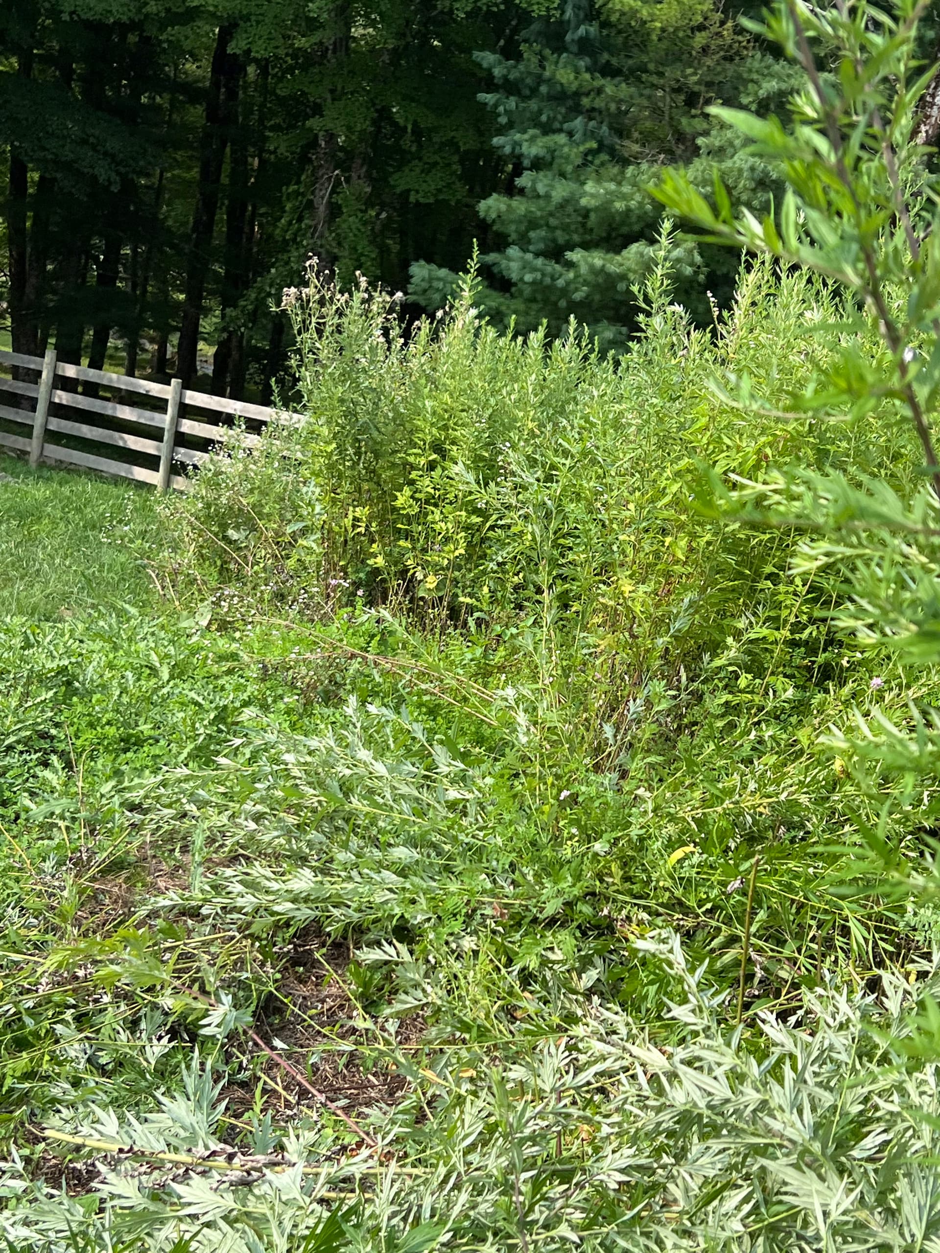 Wild Growth Tamed on Steep Hillside