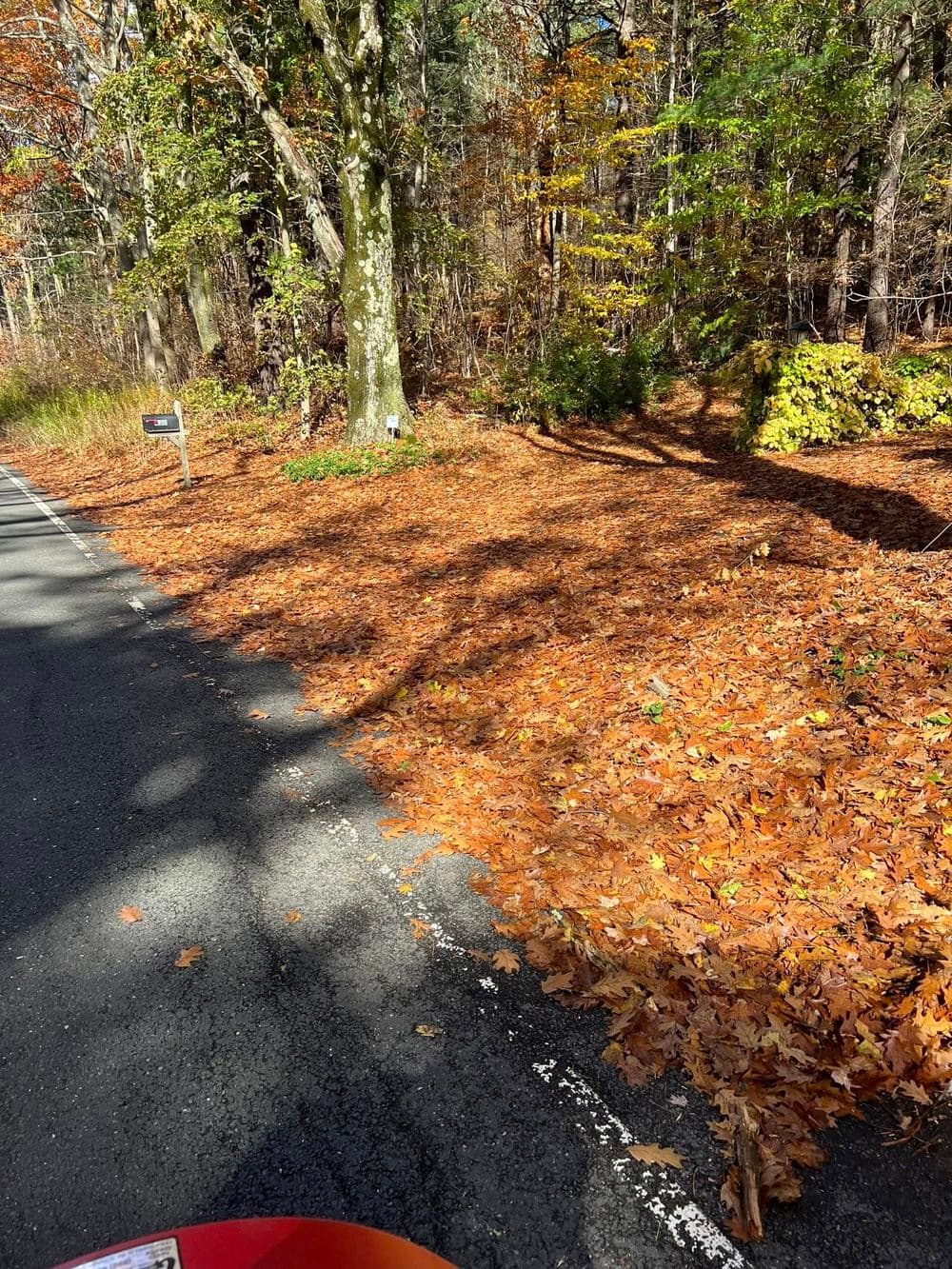 Colorful autumn leaves cover a road beside a wooded area, showcasing fall scenery.