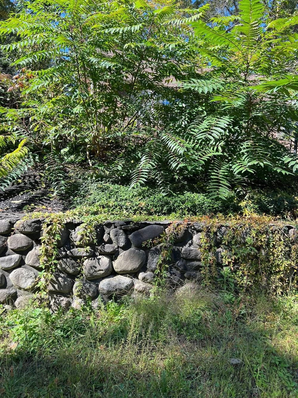 Lush greenery with ferns and stone wall, showcasing natural landscaping and vibrant plant life.