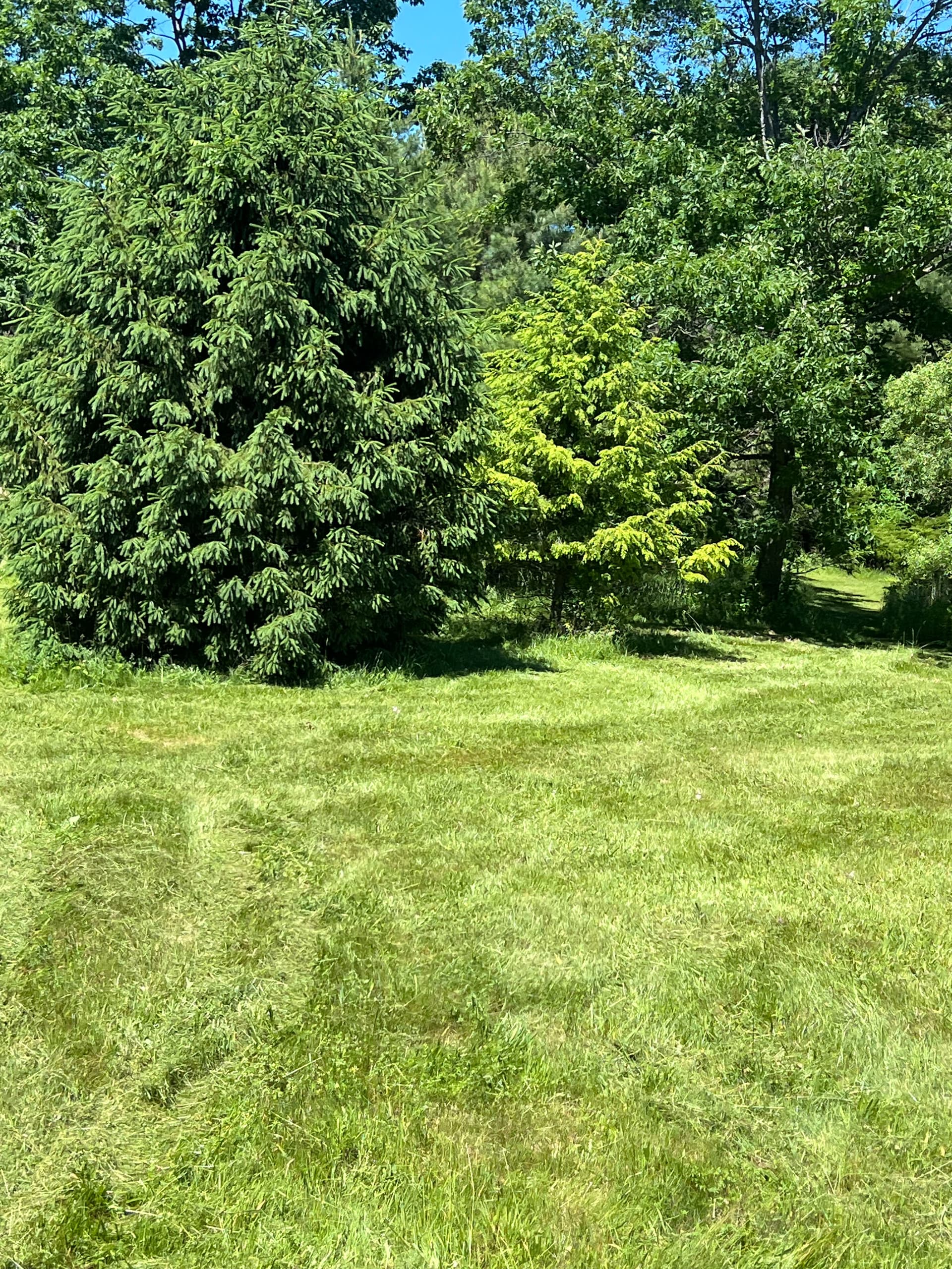 Gallery photos for Brush Hogging an Estate Property Back Into Shape: Image #2