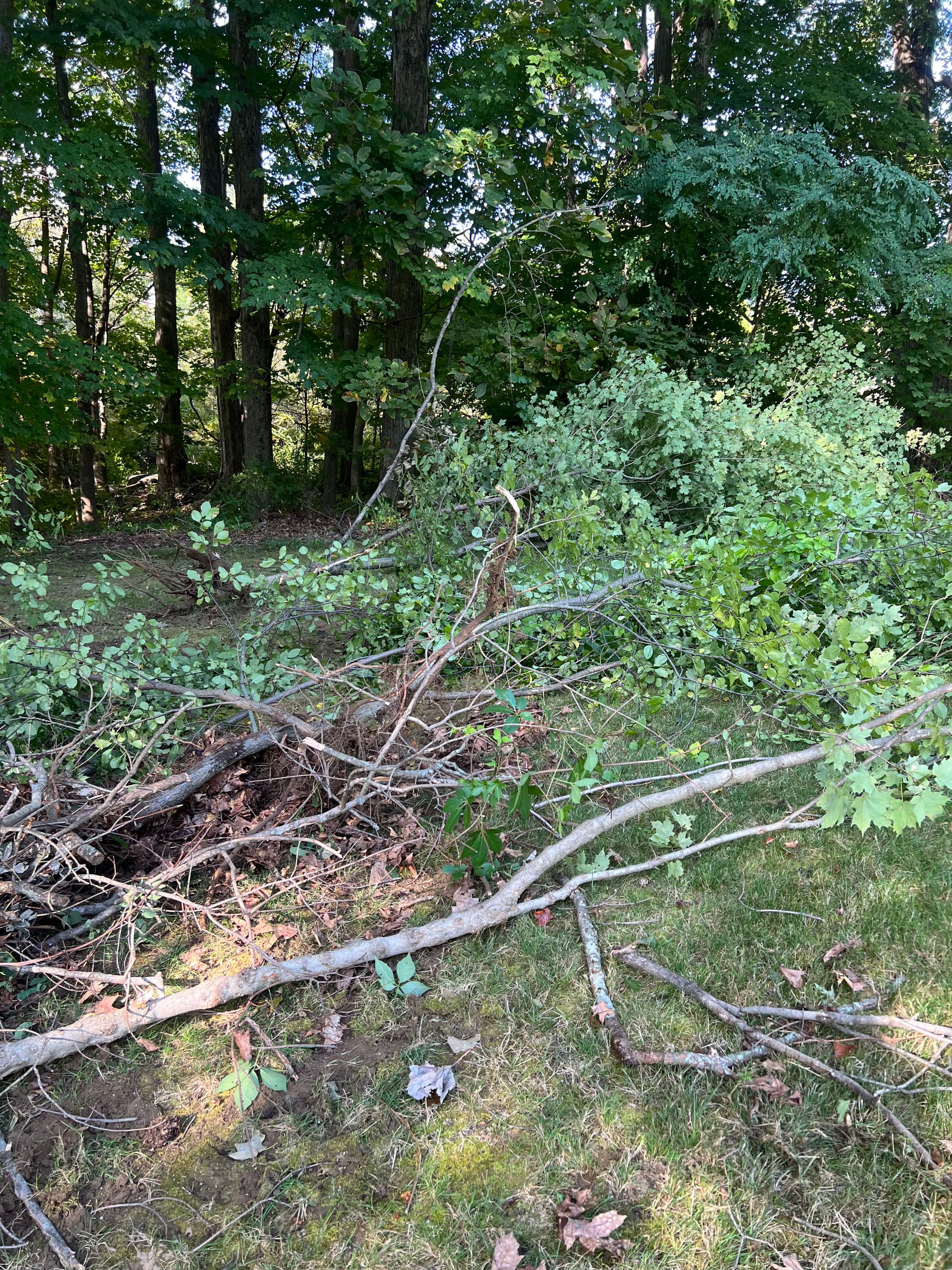 Land Clearing and Lawn Expansion Done Right image